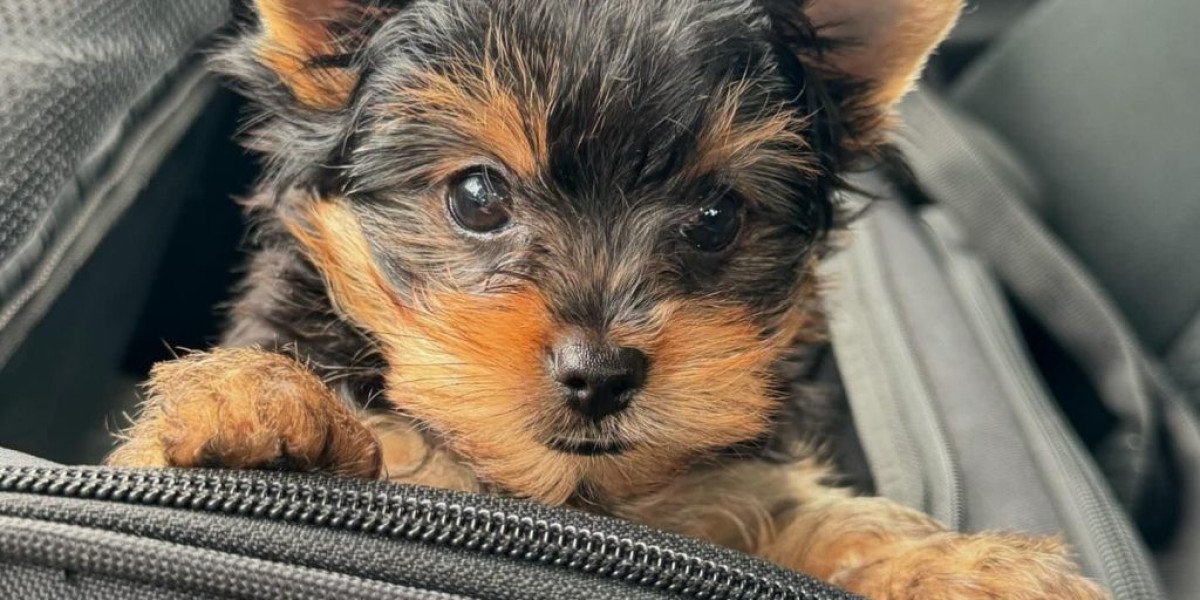 Yorkie Welpen Gesucht: A Comprehensive Guide for Potential Owners